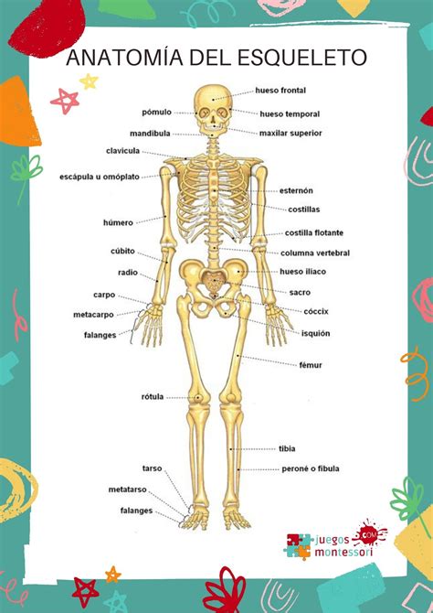 Esqueletos Humanos Para Imprimir BRAINCP