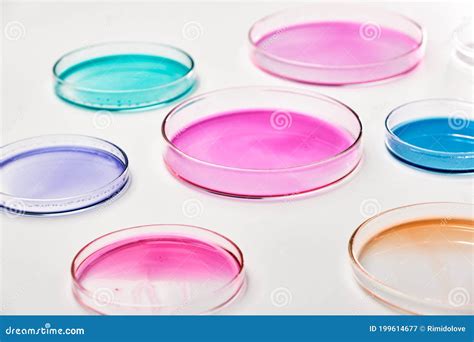 Petri Dish With Colorful Liquid Or Media For Bacterial Colonies In