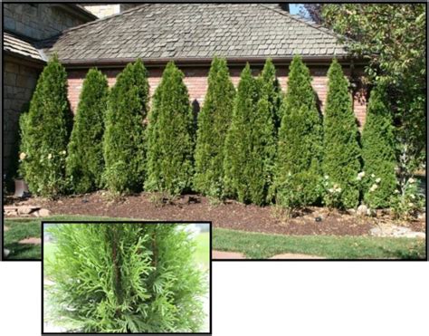 Emerald Green Arborvitae Hinsdale Nurseries Welcome To Hinsdale Nurseries