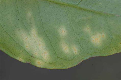 Citrus Variegated Chlorosis Cvc Citrus Diseases