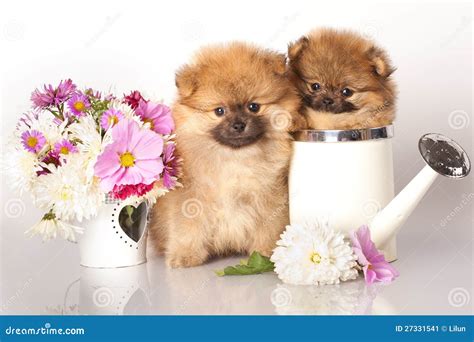 Perritos Y Flores Del Perro De Pomerania Imagen De Archivo Imagen De