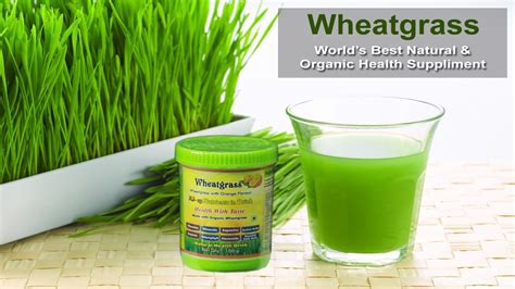 Wheat Grass Powder A Complete Natural And Organic Health Supplement