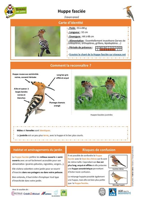 Toutes Les Fiches Espèces Oiseauxdesjardinsfr En 2021 Oiseaux