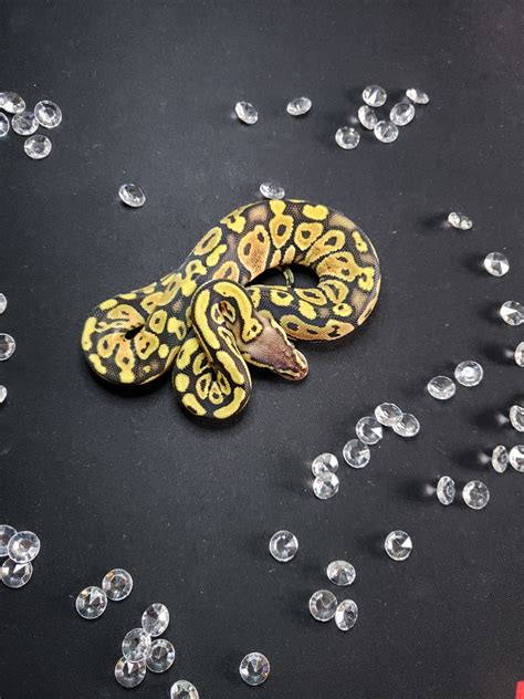 Pastave Gravel Ball Python by Diamond Quality Morphs - MorphMarket