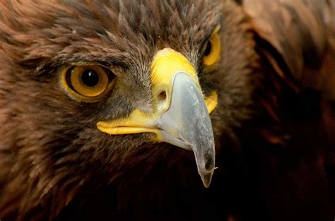 Wildlife in France - Types of French Animals - A-Z Animals
