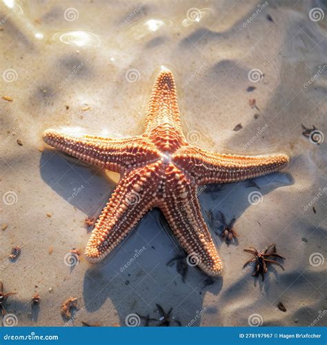 A Starfish Lies In Shallow Water Stock Illustration Illustration Of