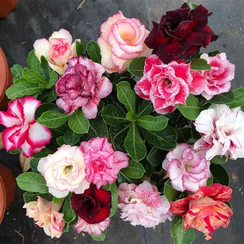 Rose Du D Sert Rose Du Desert Plante En Pot Adenium Obesum Caudex