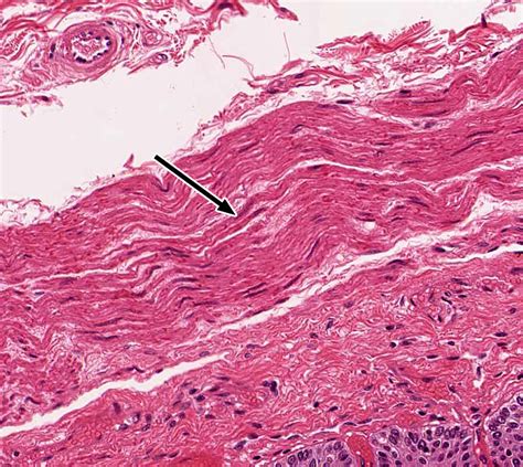 Pharynx Esophagus And Stomach Histology