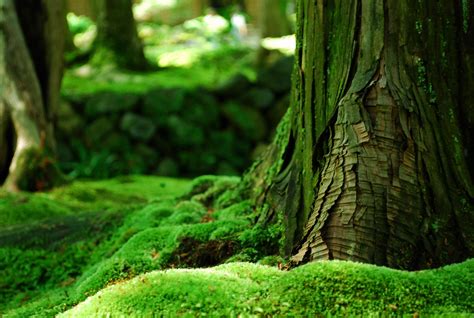 Mossy Forest Wallpapers - Wallpaper Cave