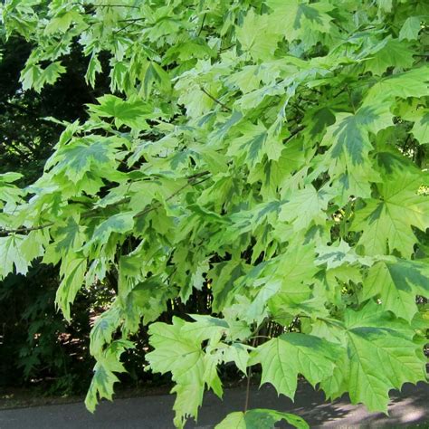 Acer Platanoides Drummondii Rable Plane Au Feuillage Panach Lumineux