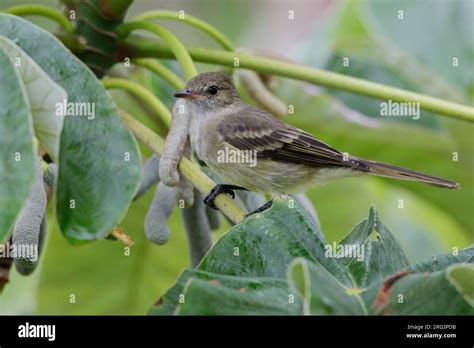 Caribbean Elaenia Elaenia Martinica Cinerescens At Botanical Gardens
