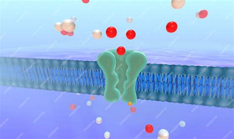 Premium Photo | The Sodium Potassium Pump 3D