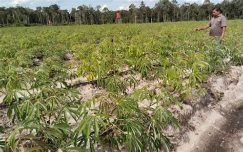 Kementan Sebut Food Estate Di Kalteng Sudah Panen Jagung Padi