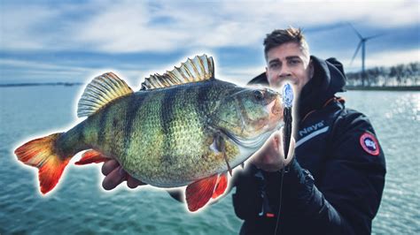 Angler fängt größten Barsch seines Lebens YouTube