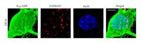 Nrg1 Regulates Disc1 Expression And Localization To Excitatory Synaptic