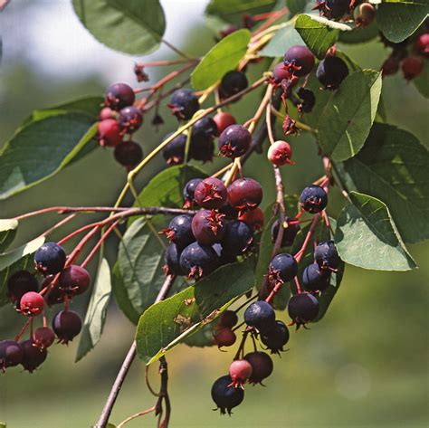 Amelanchier Grandiflora Prince William Canadensis Prince William