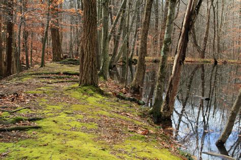 By The Pond In Jocley Hollow Dave Aragona Flickr