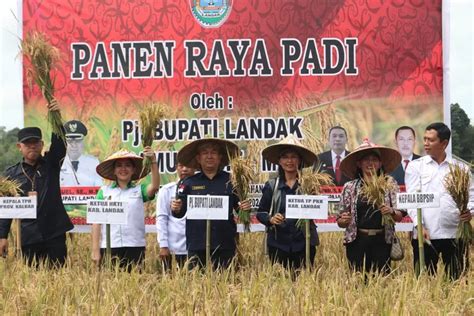 Landak Sukses Jadi Lumbung Padi Kalbar Produksi 174 284 Ton Beras