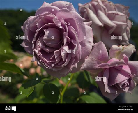 Garden Of Lavender Roses Stock Photo Alamy