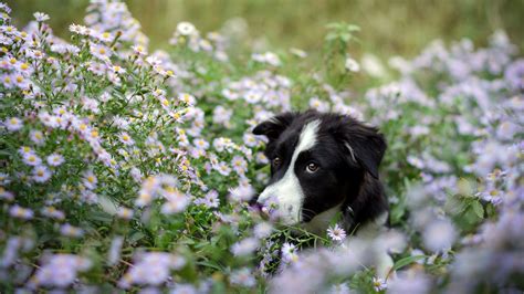 Download Pink Flower Blur Meadow Flower Dog Animal Border Collie Hd