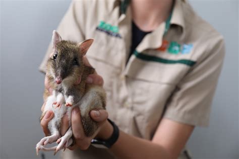 Bringing the Eastern Barred Bandicoot Back from the Brink — Reverse the Red