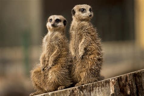 Meerkat Mansion Photograph By Tony Hart Wilden Pixels