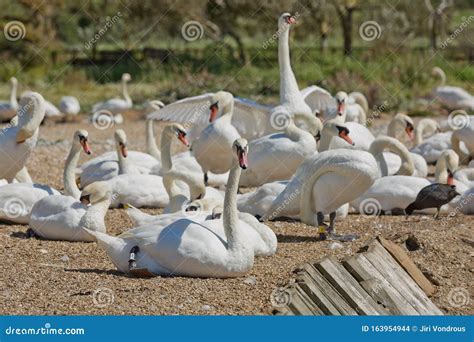 Flock of Swans during Feeding Time at Abbotsbury Swannery in Dorset ...