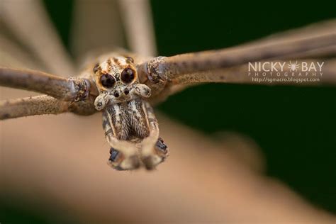 Ultraviolet Fluorescence In Spiders Macro Photography In Singapore