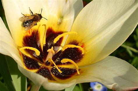 Biene Beim Sonnen In Einer Tulpe Foto And Bild Natur Makros Natur