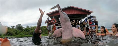 Encontro Das águas Passeio De Barco Em Manaus Viajando De Mochila