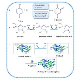 Non Covalent Interactions Between Proteins And Polyphenols A