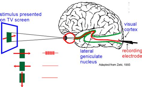 Cortical Receptive Fields