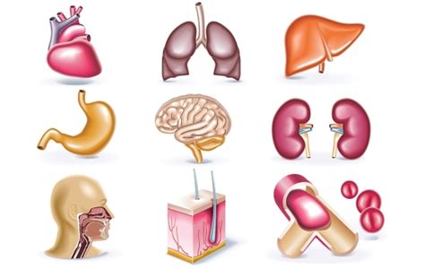 Free Vectors: Medical Illustration Pack | GianFerdinand