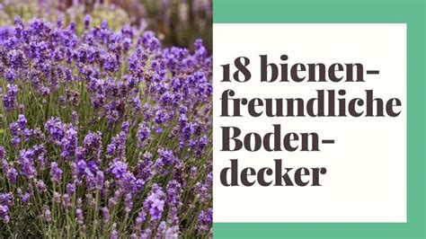 18 bienenfreundliche Bodendecker für Ihren Garten Winterharte