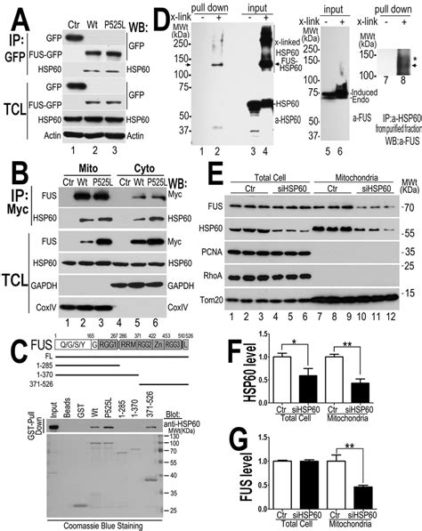 Hsp60 Interacts With Fus Mediating Fus Mitochondrial Localization A