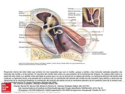 Enemistarse Gratificante proteger martillo y yunque preferir emulsión Eh