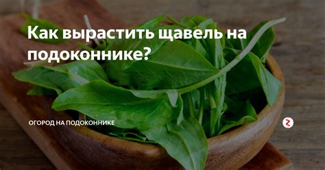 Как вырастить щавель на подоконнике Огород на подоконнике Дзен