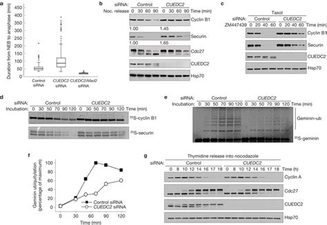 Cuedc Regulates Apc C Mediated Ubiquitylation And Degradation