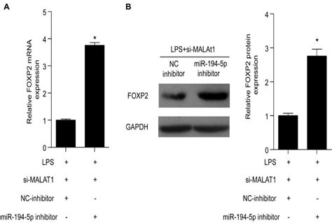 Frontiers Knockdown Of LncRNA MALAT1 Alleviates LPS Induced Acute