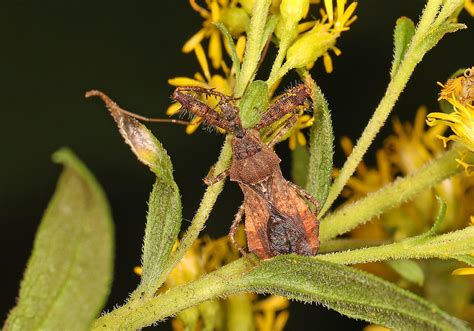 Assassin Bug Sinea Species Julie Metz Wetlands Woodbri Flickr