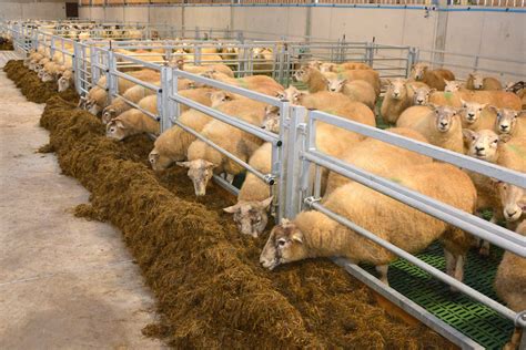 Feeding The Ewe For Vital Lambs All About Feed