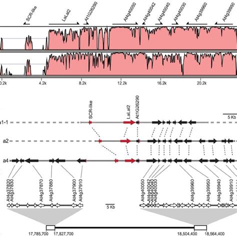 Characterization Of The S Locus Genomic Region In Leavenworthia A