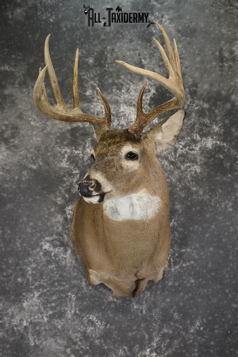 Whitetail Deer 10 Point taxidermy shoulder mount for sale SKU 1907 - All Taxidermy