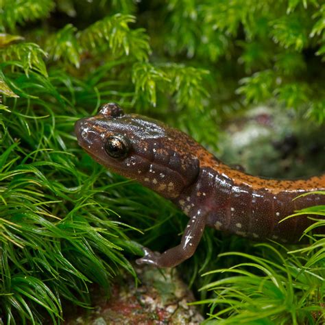 Shenandoah Salamander | Wildlife and Wild Lands