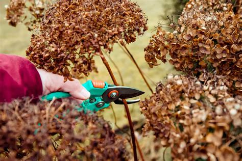 Hortensia Snoeien Najaar Tips Advies Mijnplant