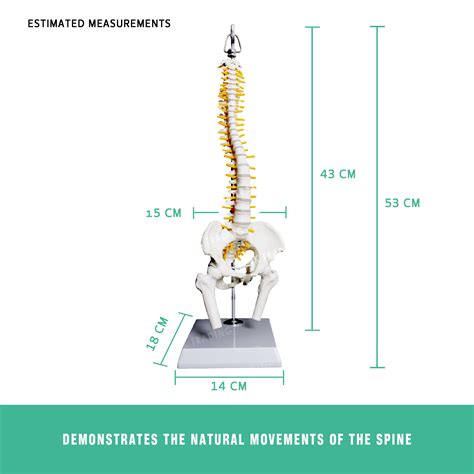 human vertebral column  pelvis showing vertebral column  joints