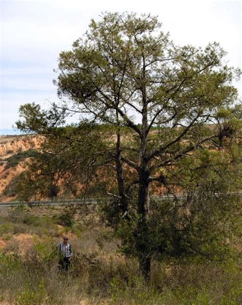 Juniperus Flaccida Alchetron The Free Social Encyclopedia