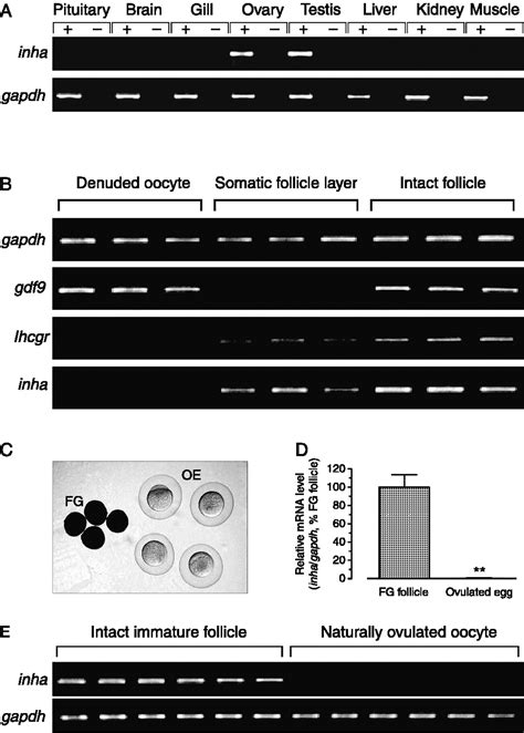 Characterization Of Inhibin α Subunit Inha In The Zebrafish Evidence