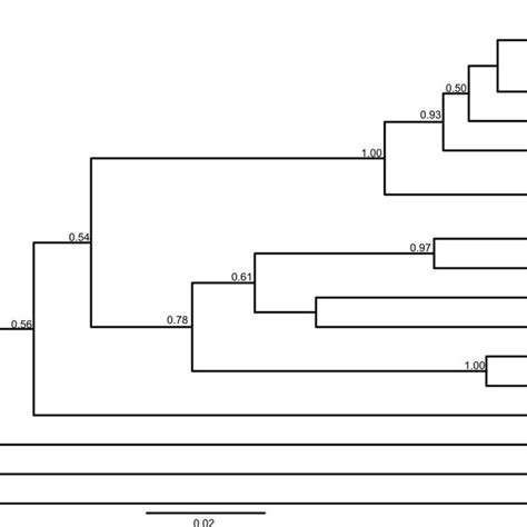 Maximum Credibility Tree Inferred With Beast V Numbers Above