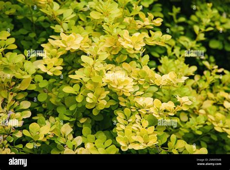 Berberis Thunbergii Shrub Hi Res Stock Photography And Images Alamy